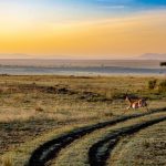 Reseförberedelser till Sydafrika i Hyrbil - Tips & Råd